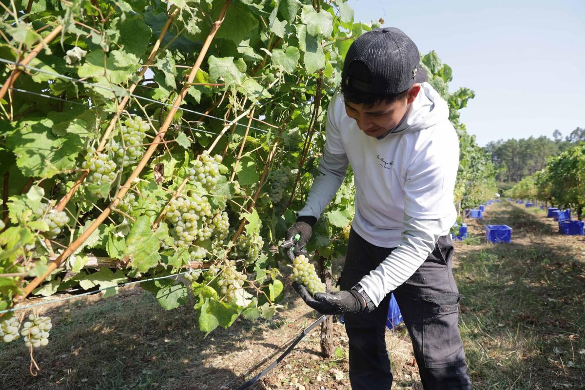 La vendimia iniciada esta mañana en Bodegas Santiago Ruiz (O Rosal). La vendimia iniciada esta mañana en Bodegas Santiago Ruiz (O Rosal).