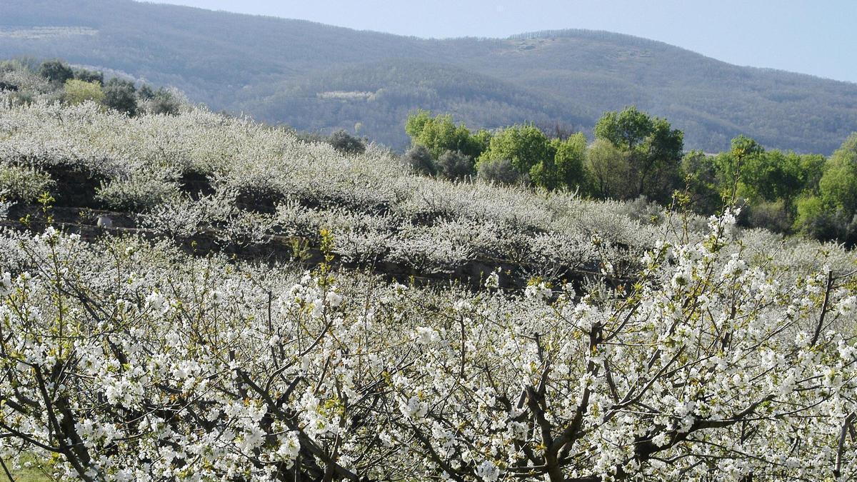 Dos millones de cerezos florecen en el Valle del Jerte, un espectáculo natural que impulsa el turismo en primavera