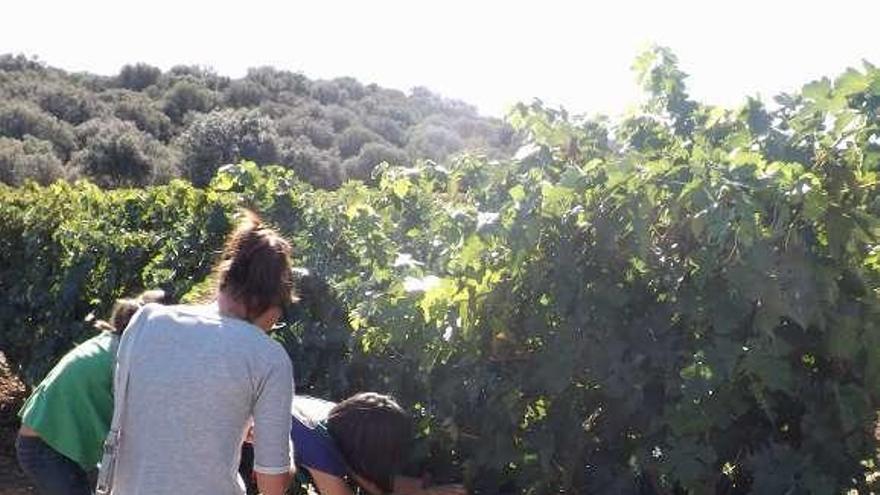 Varios turistas conocen los viñedos de Toro.