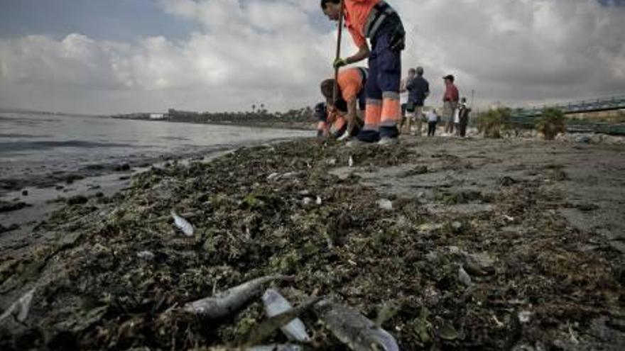 Imagen de los peces muertos aparecidos en San Gabriel el viernes.