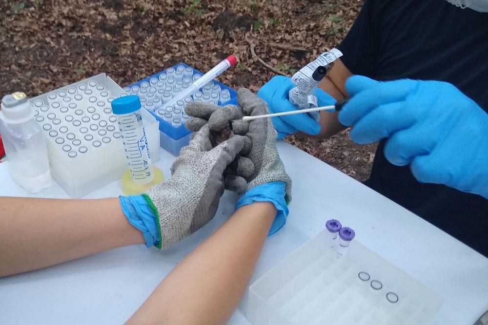 Agafen mostres biològiques de ratpenats de la Fageda d'en Jordà