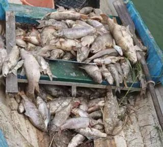 La Generalitat investiga el envenenamiento y muerte de cientos peces en una finca de El Hondo