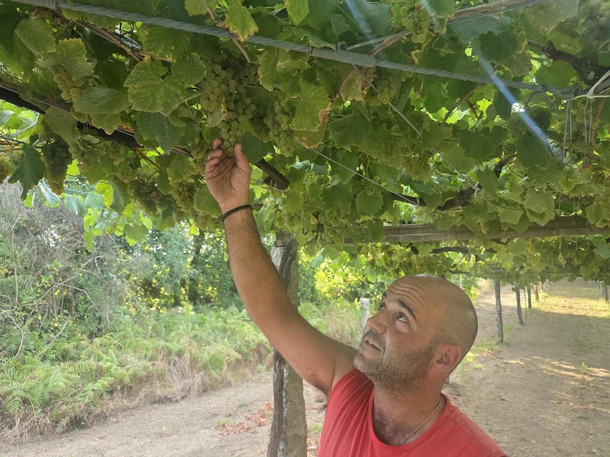 Un viticultor comprueba el estado de la uva, en Ribadumia.