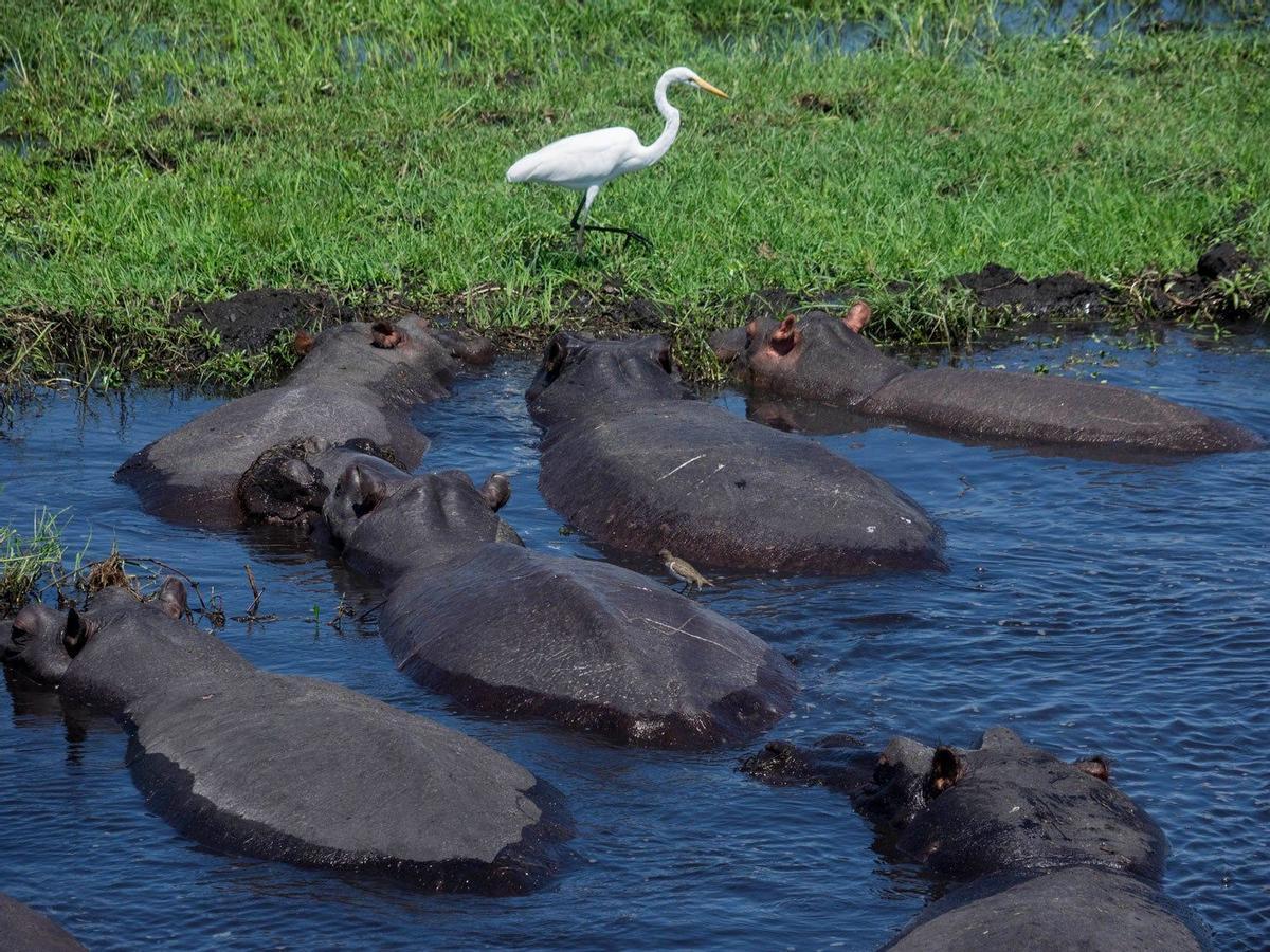 Hipopótamos en el Parque Nacional Chobe