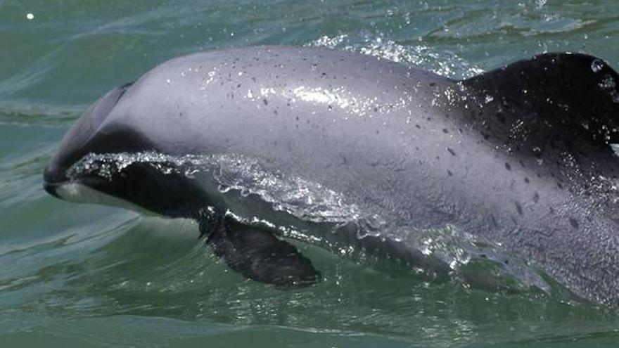 Solo quedan 100 delfines de Maui