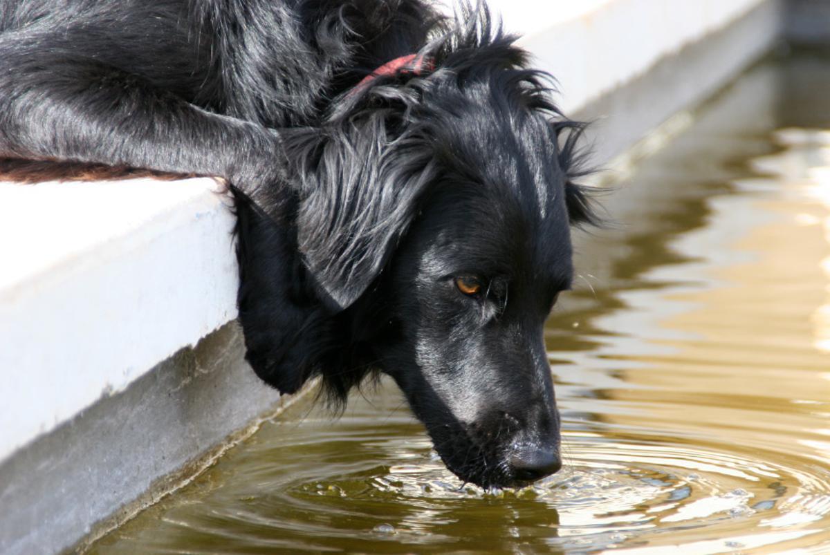 Los veterinarios desaconsejan que los perros beben de bebederos públicos