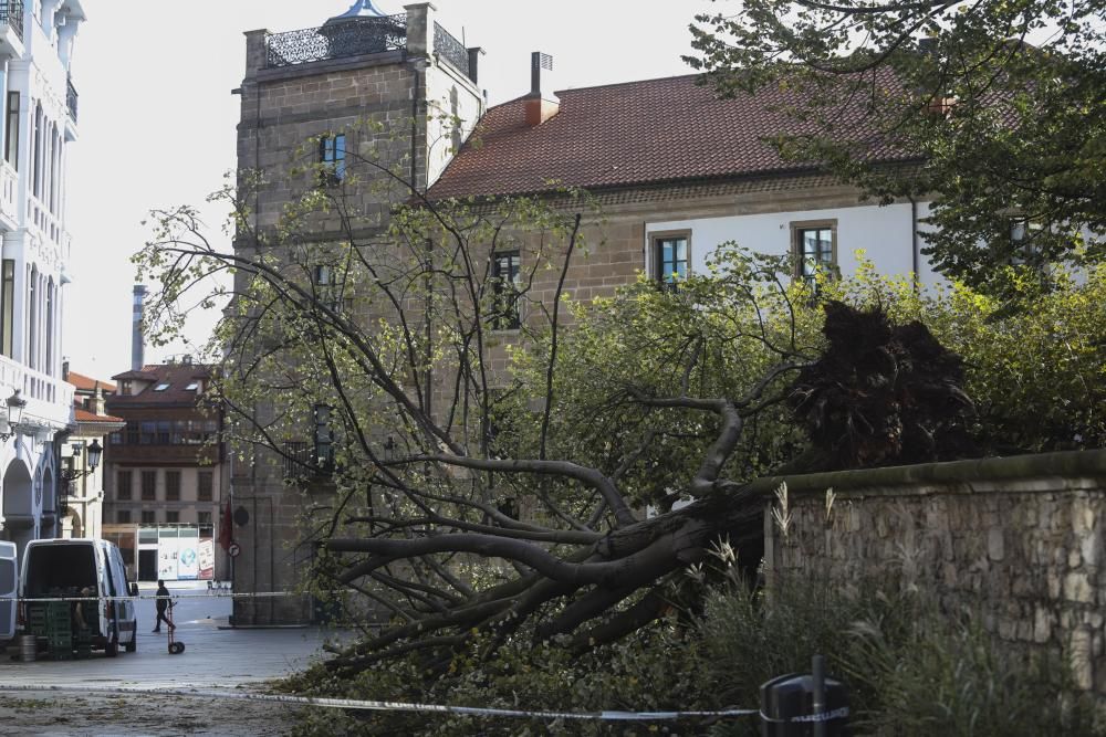 Daños del temporal en Avilés.