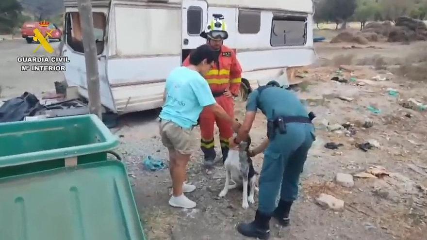 Comienzan a ser rescatados los primeros animales que se quedaron en las zonas del incendio de Los Gallardos