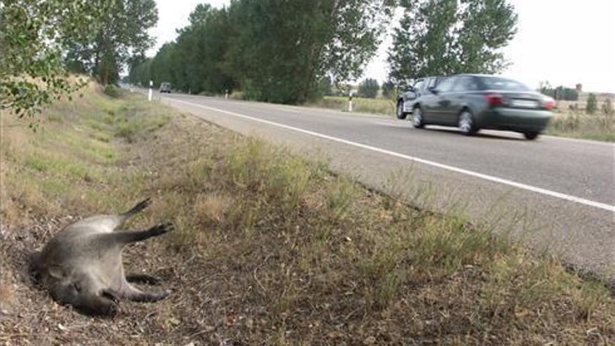 Cabras y jabalís causan un centenar de heridos en accidente en Castellón