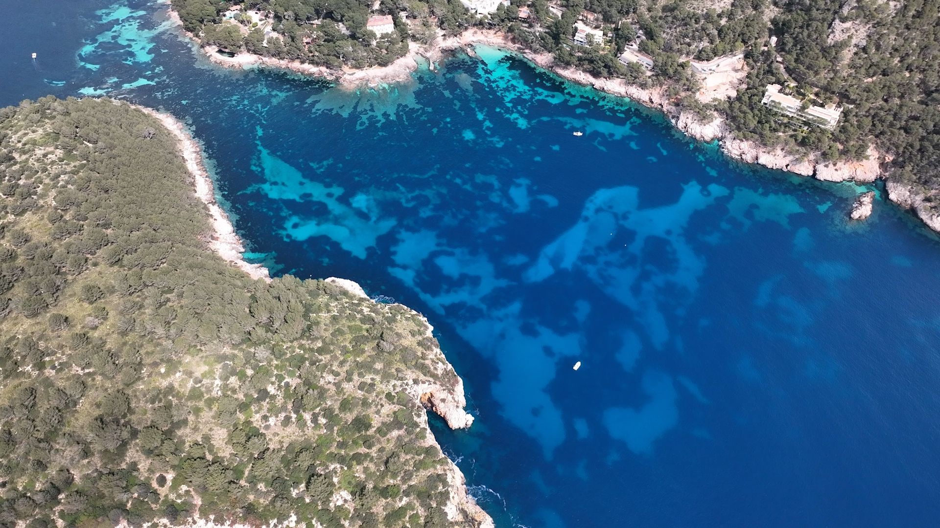 Sie sorgt für ein sauberes Meer vor Mallorca: So sieht die Neptungraswiese vor Illetes aus