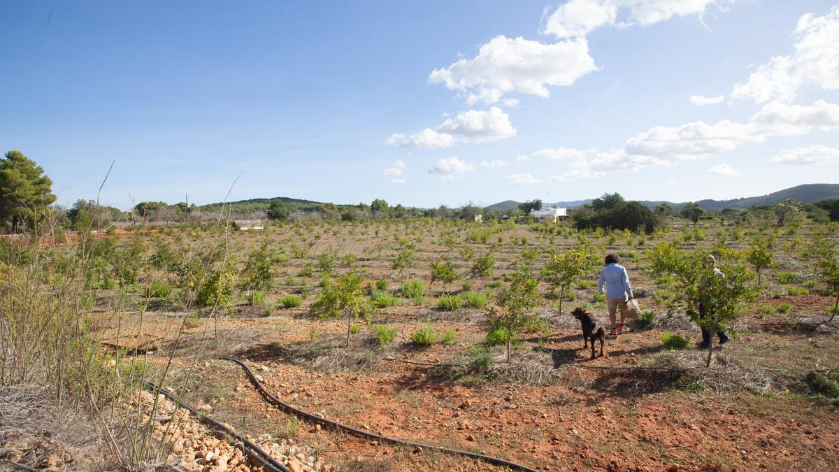 Colmenares, con su perro Olmo, entre los granados de su plantación.