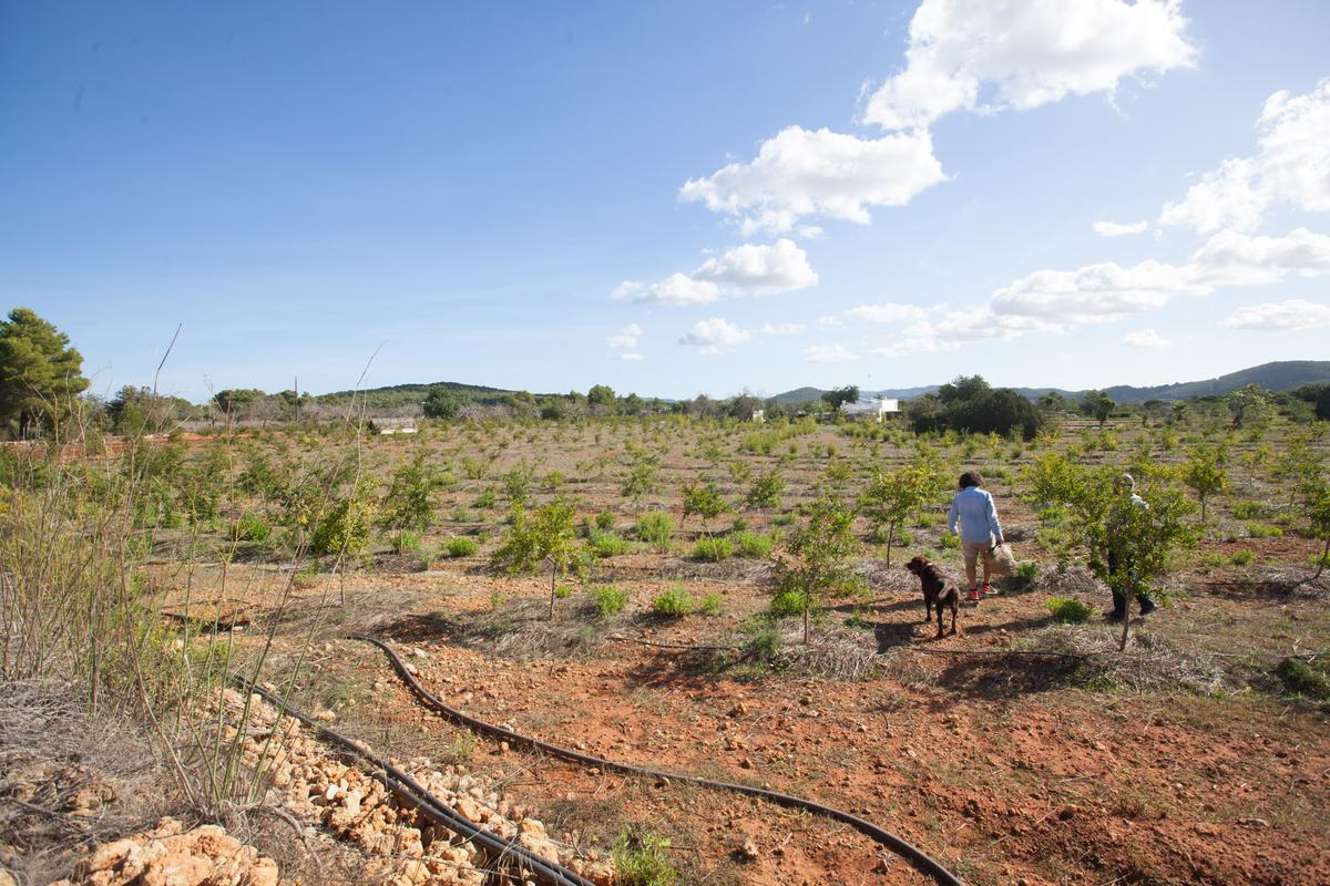 Colmenares, con su perro Olmo, entre los granados de su plantación.