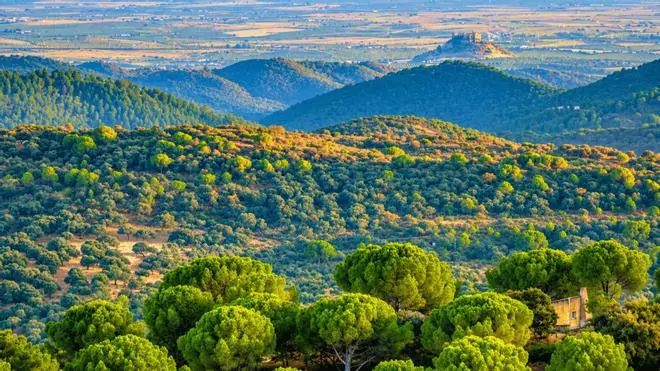 La Reserva de la Biosfera más grande de España, donde pasta el cerdo ibérico