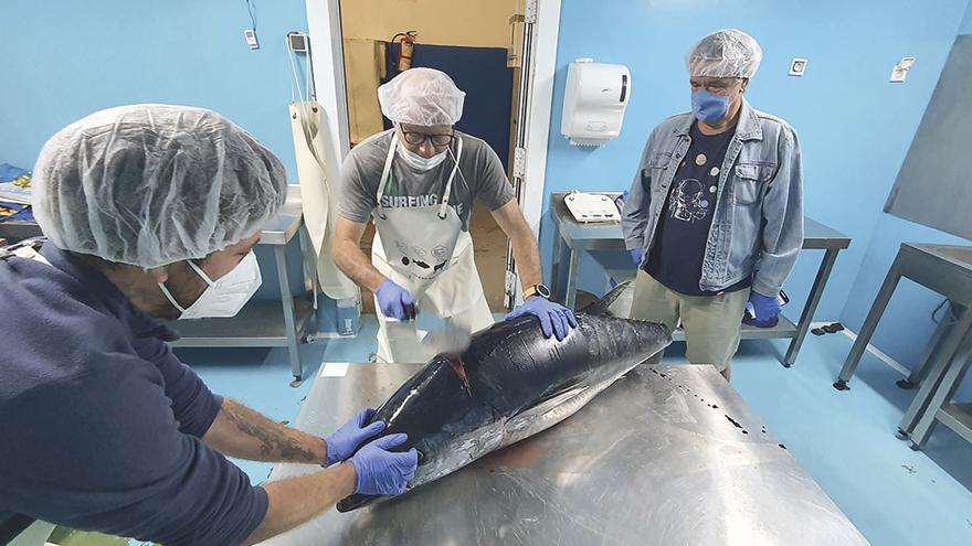 La campaña del atún rojo a buen ritmo en Mallorca