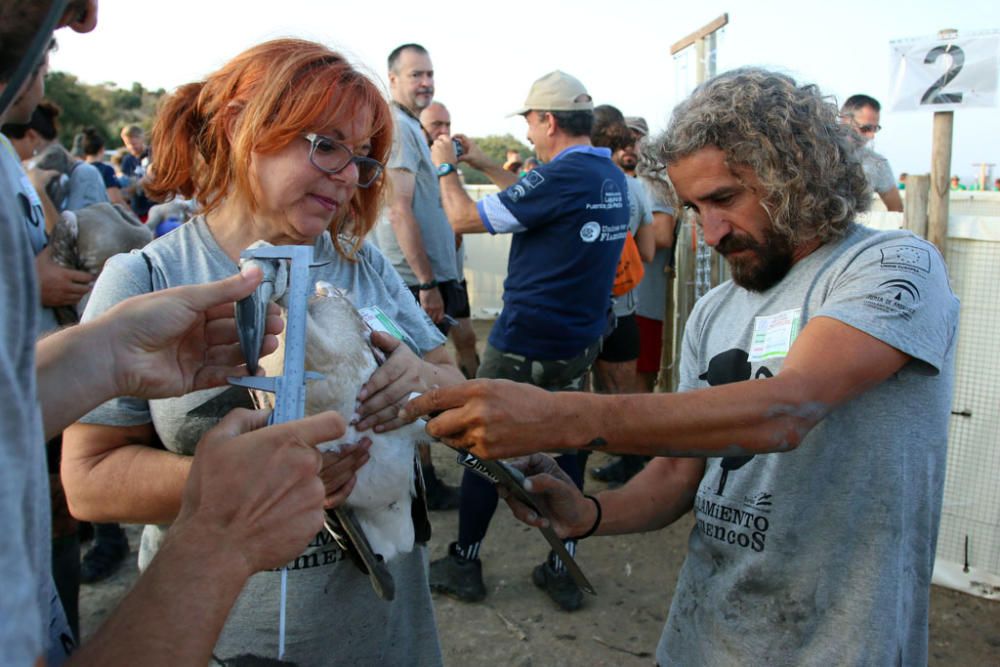 Unos seiscientos pollos de flamenco han sido anillados este sábado por voluntarios procedentes de toda España en la Reserva Natural Laguna de Fuente de Piedra,, actividad con la que la Junta realiza el seguimiento individual de estas aves y estudia diferentes aspectos de la biología de esta especie.