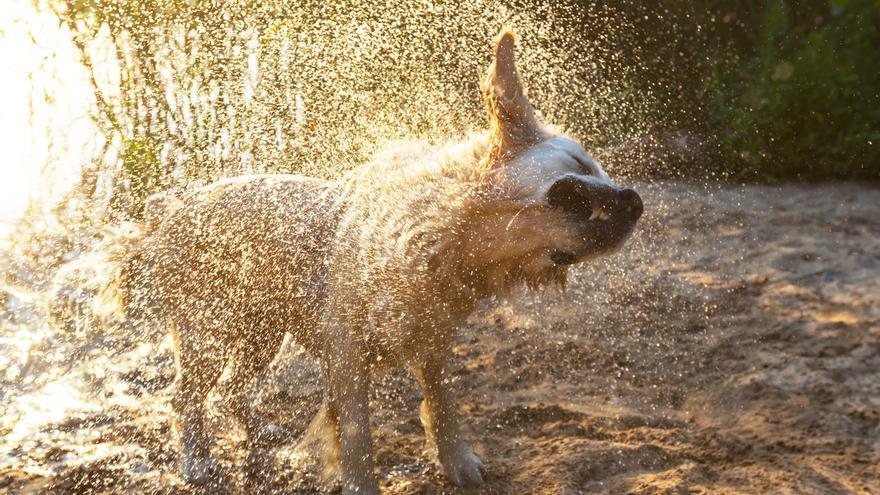 Descubren los restos óseos de una veintena de perros en es Cap de Barbaria, Formentera