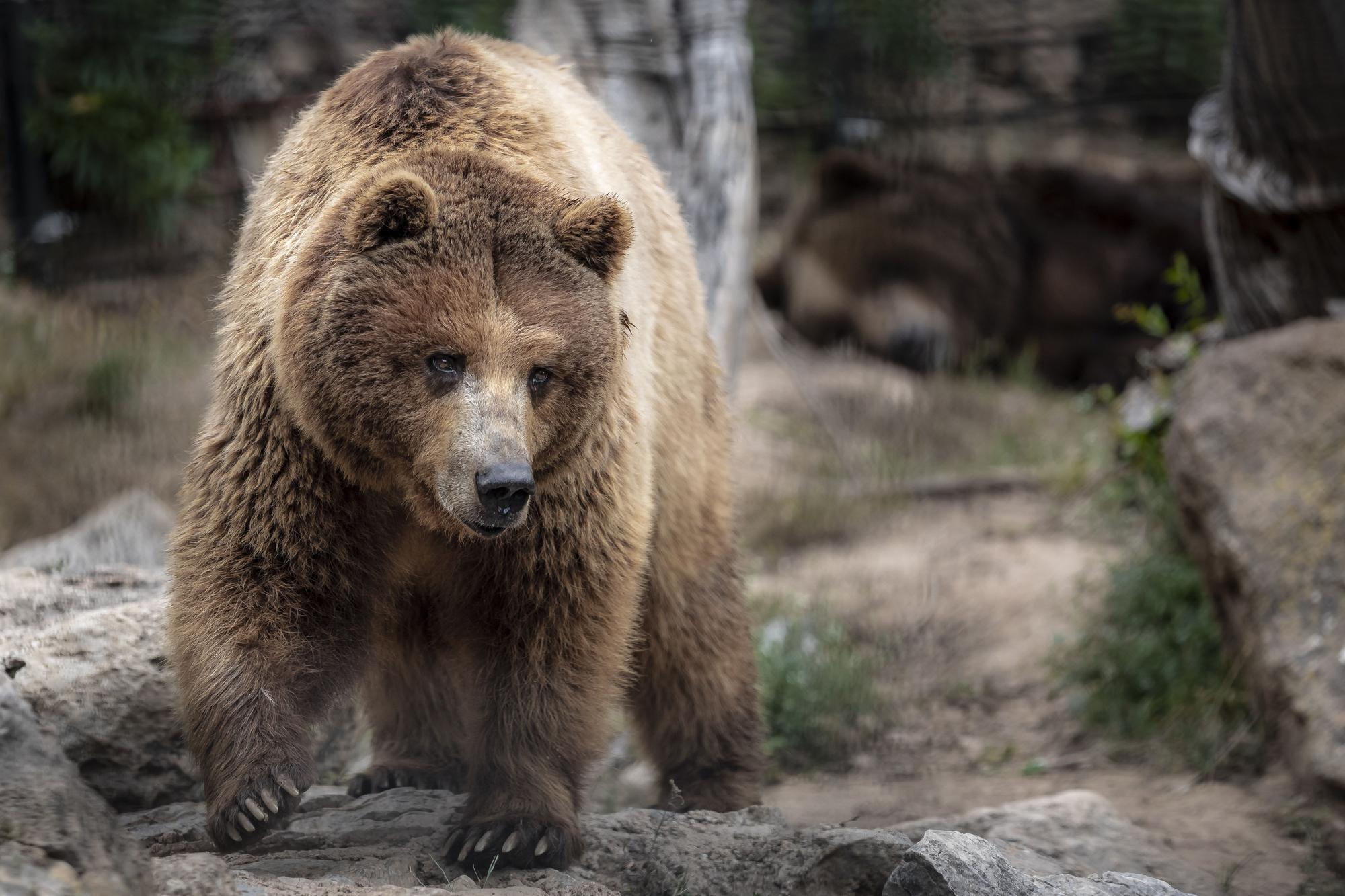 Los osos de Mallorca se reencuentran con su mamá humana