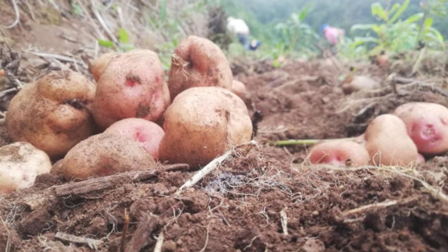 Un cultivo de papas.