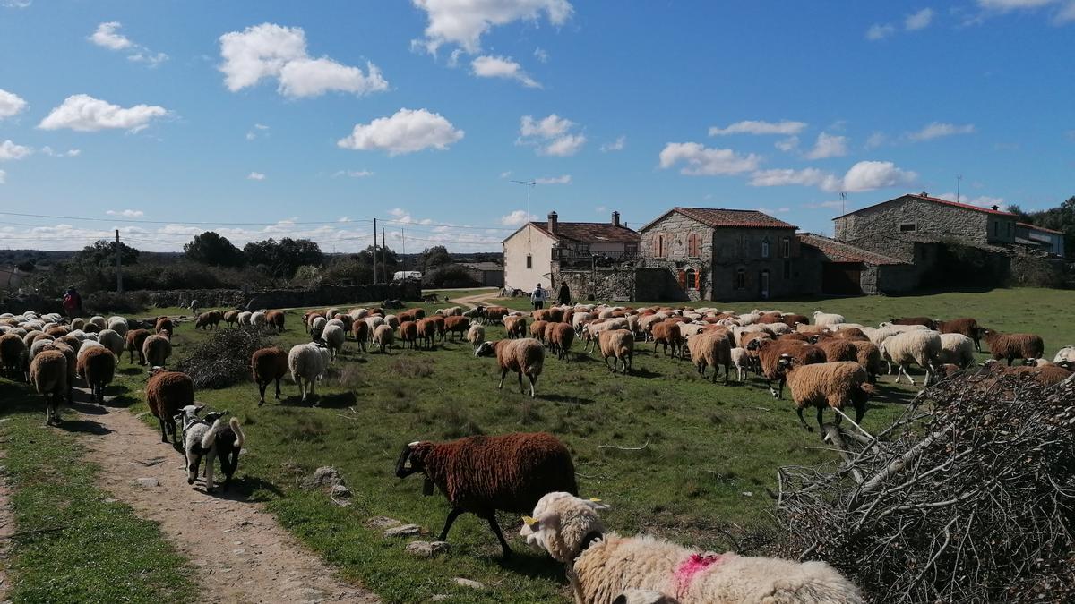 Mañana de pastoreo en Argañín, en la comarca de Sayago