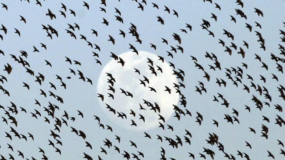 Bandada de aves sobre la luna llena.