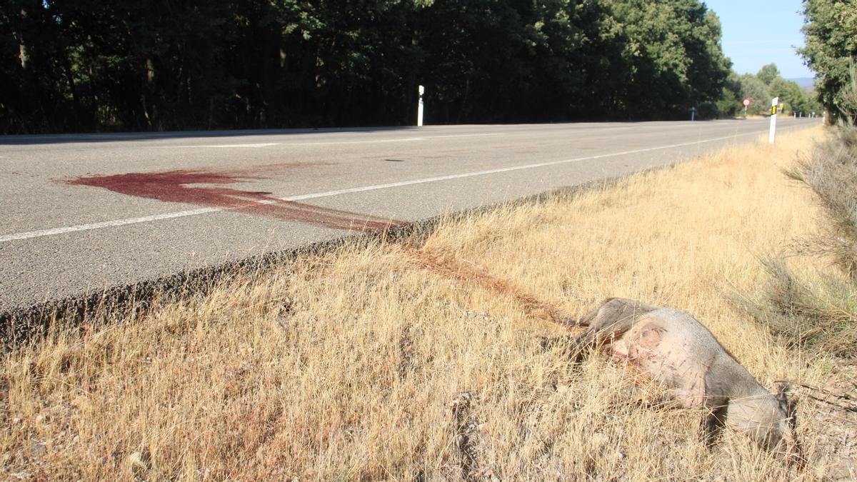 Cría de jabalí muerta a la vera la carretera