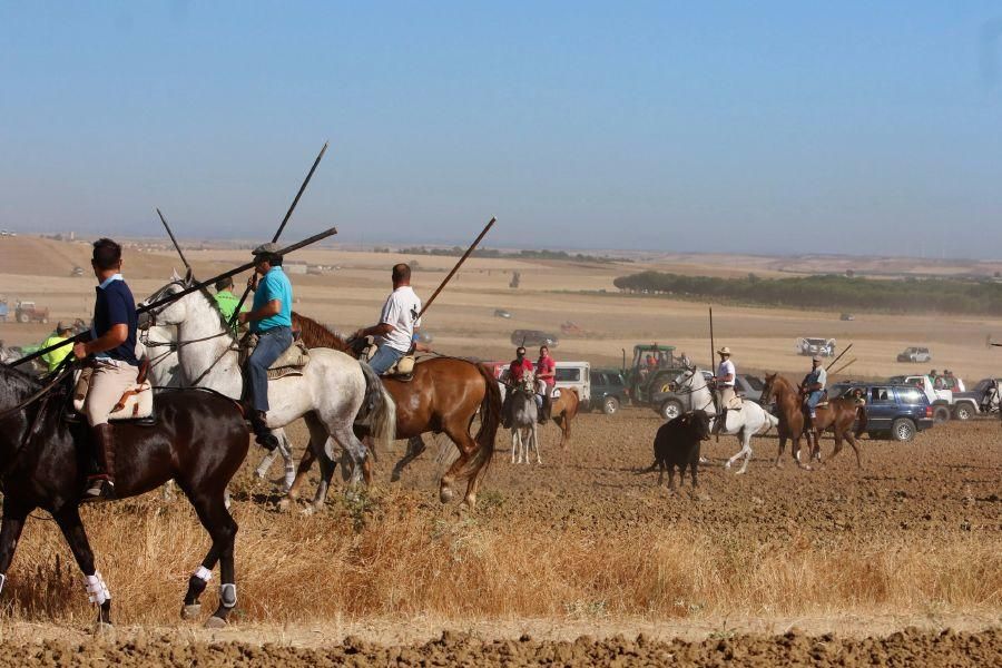 Encierro campero en Moraleja del Vino