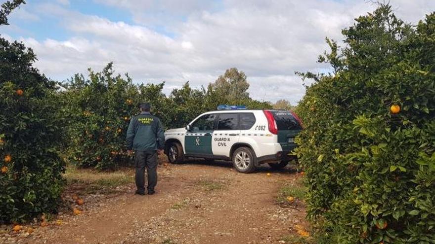 Tres arrestados por hurtos de naranjas en la comarca del Valle medio del Guadalquivir
