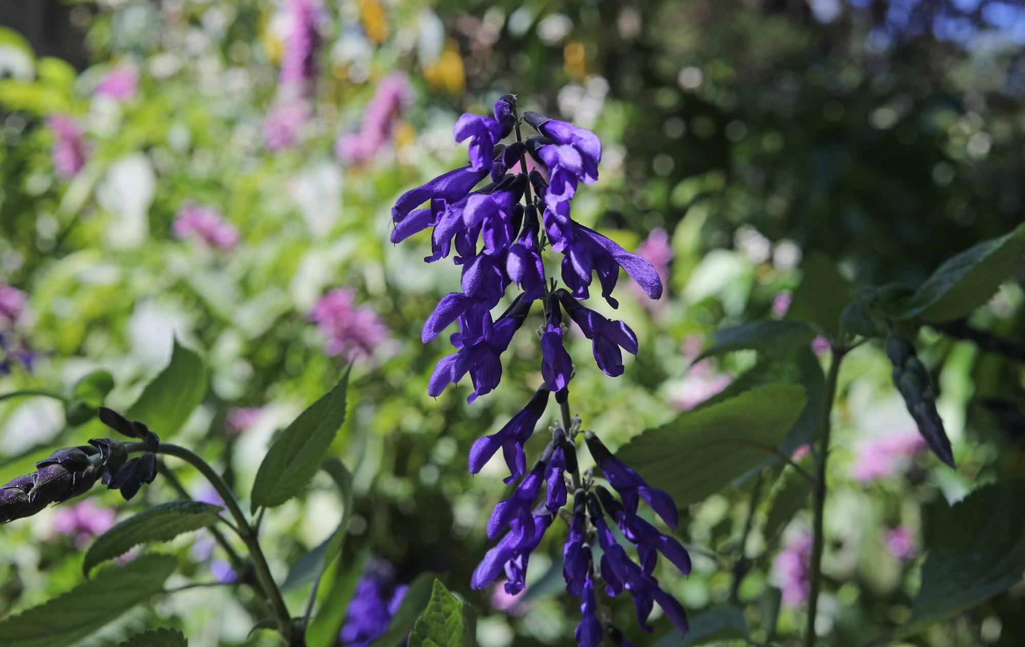 Las flores del Jardín Botánico en primavera