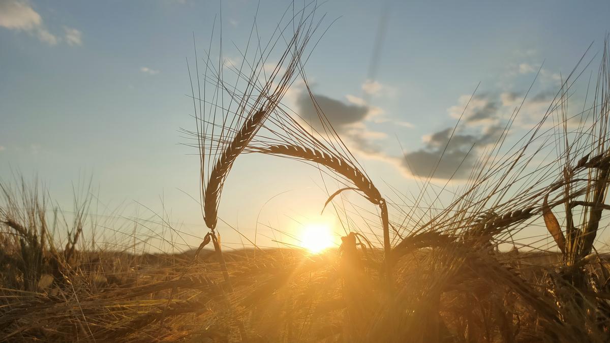 Sortida del sol amb un cel gairebé ras a Navès.