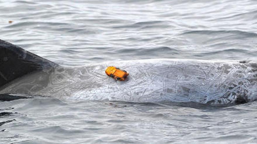 Calderón gris (Grampus griseus) equipado con una marca de adherencia por ventosas que registra sonido.