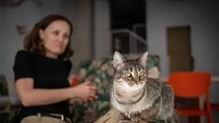 Un sillón, un café y doce ocho en Santa Cruz: abre la primera gatería de Canarias