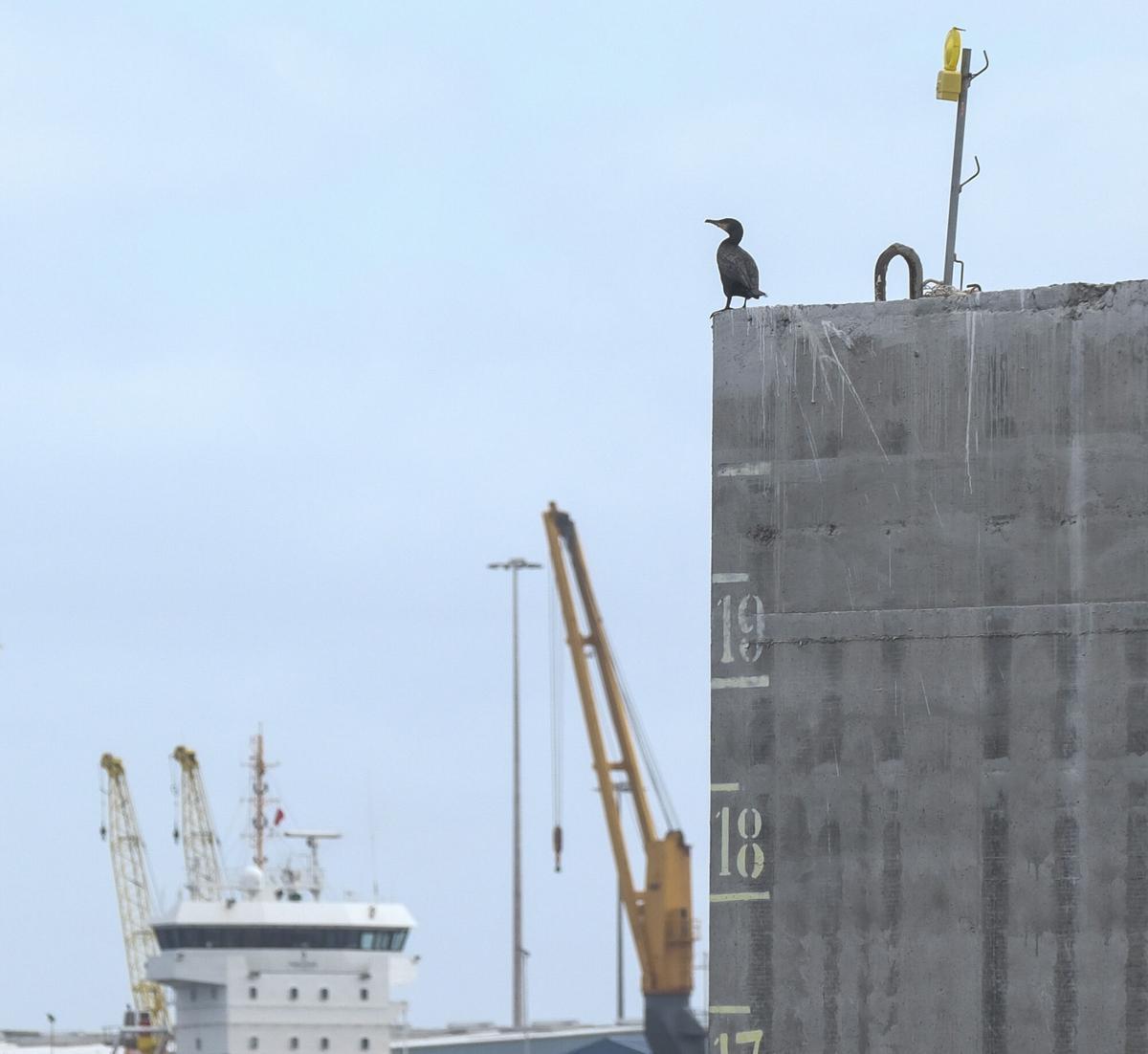 Cormoranes en los bloques de hormigón en Las Alcaravaneras Cormoranes en los bloques de hormigón en Las Alcaravaneras