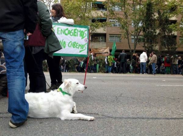 Fotogalería: Manifestación en defensa de la educación