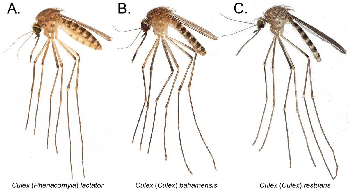 Tipos de mosquitos Culex que pueden estar infectados con el virus.