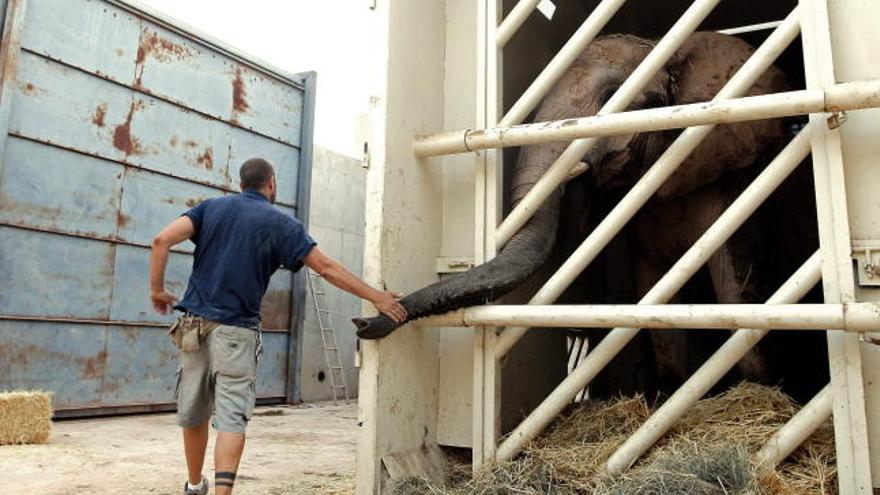 La elefanta Greta, en el contenedor donde ha sido trasladada hoy al Safaripark Beekse Bergen en la localidad holandesa de Hilvarenbeek, en un largo viaje de 1.800 kilometros.