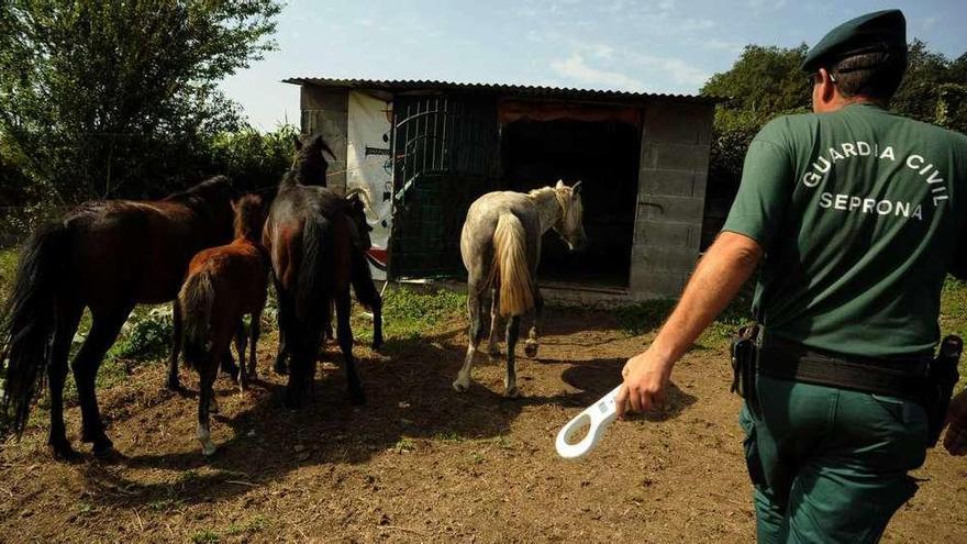 Un guardia civil con un lector de &quot;chips&quot;, junto a unos caballos mostrencos en Meis, en una imagen de archivo. // Iñaki Abella