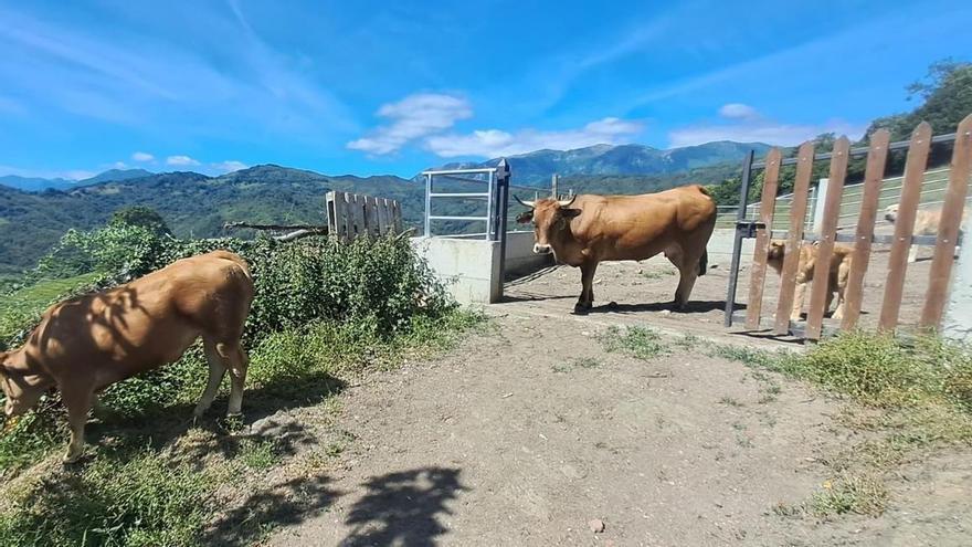Las amenazas bloquean el plan de rescate para la cabaña de Mieres: los ganaderos rechazan los pastos ofrecidos por el Principado tras ser intimidados por criadores de Lena