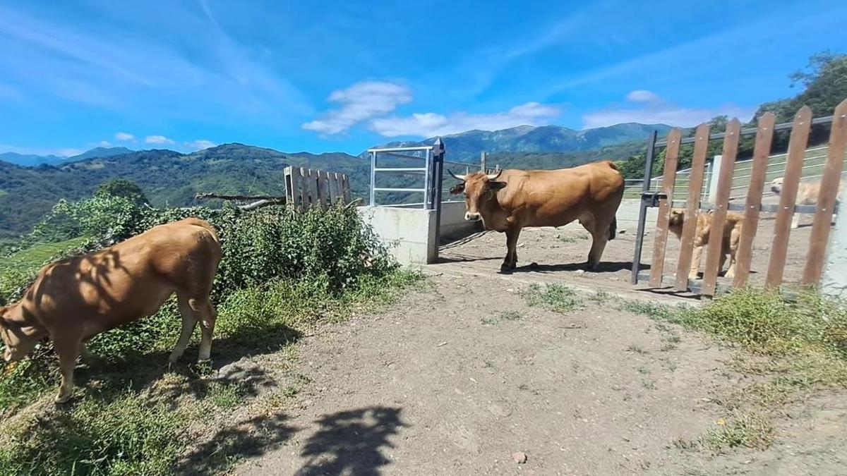 Ganado de Mieres que estaba previsto trasladar al Puerto de Güeria.