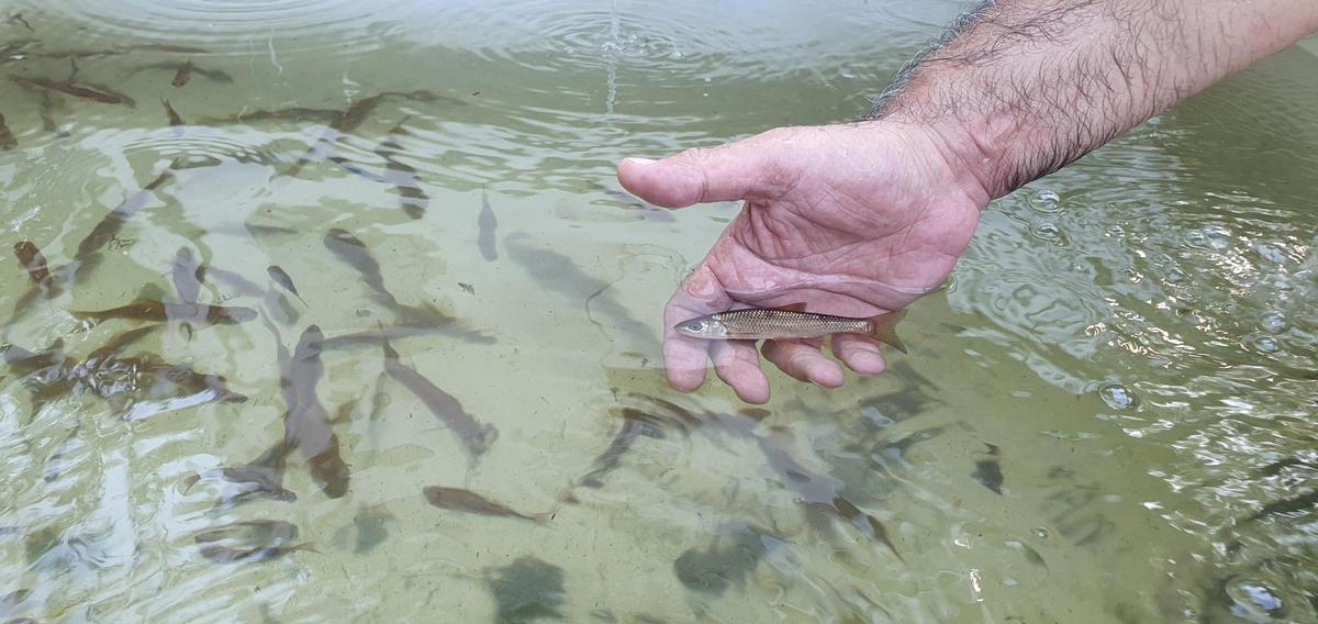 Peces en el río Gafos este martes.