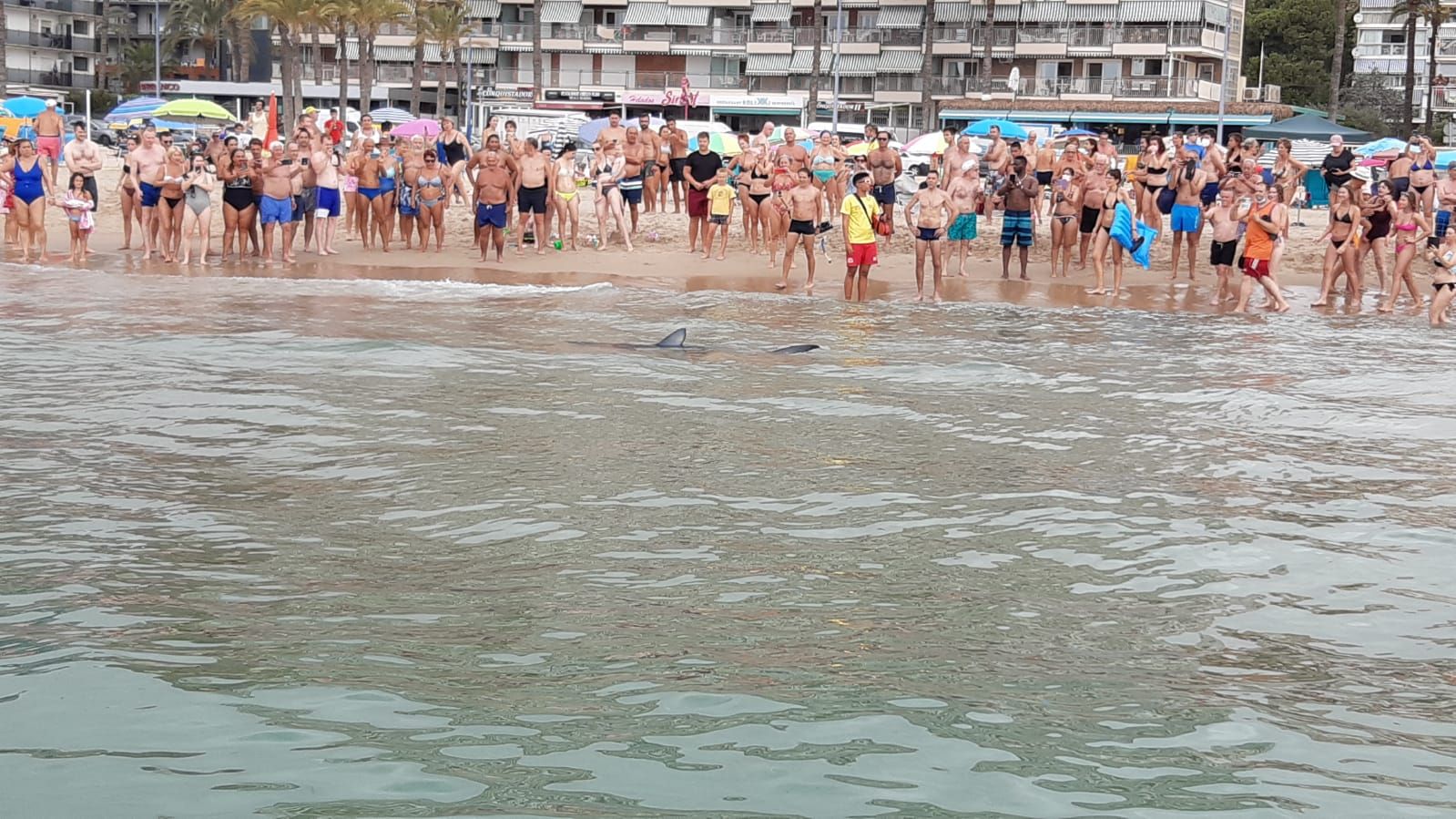 Aparece una tintorera de dos metros en Benidorm