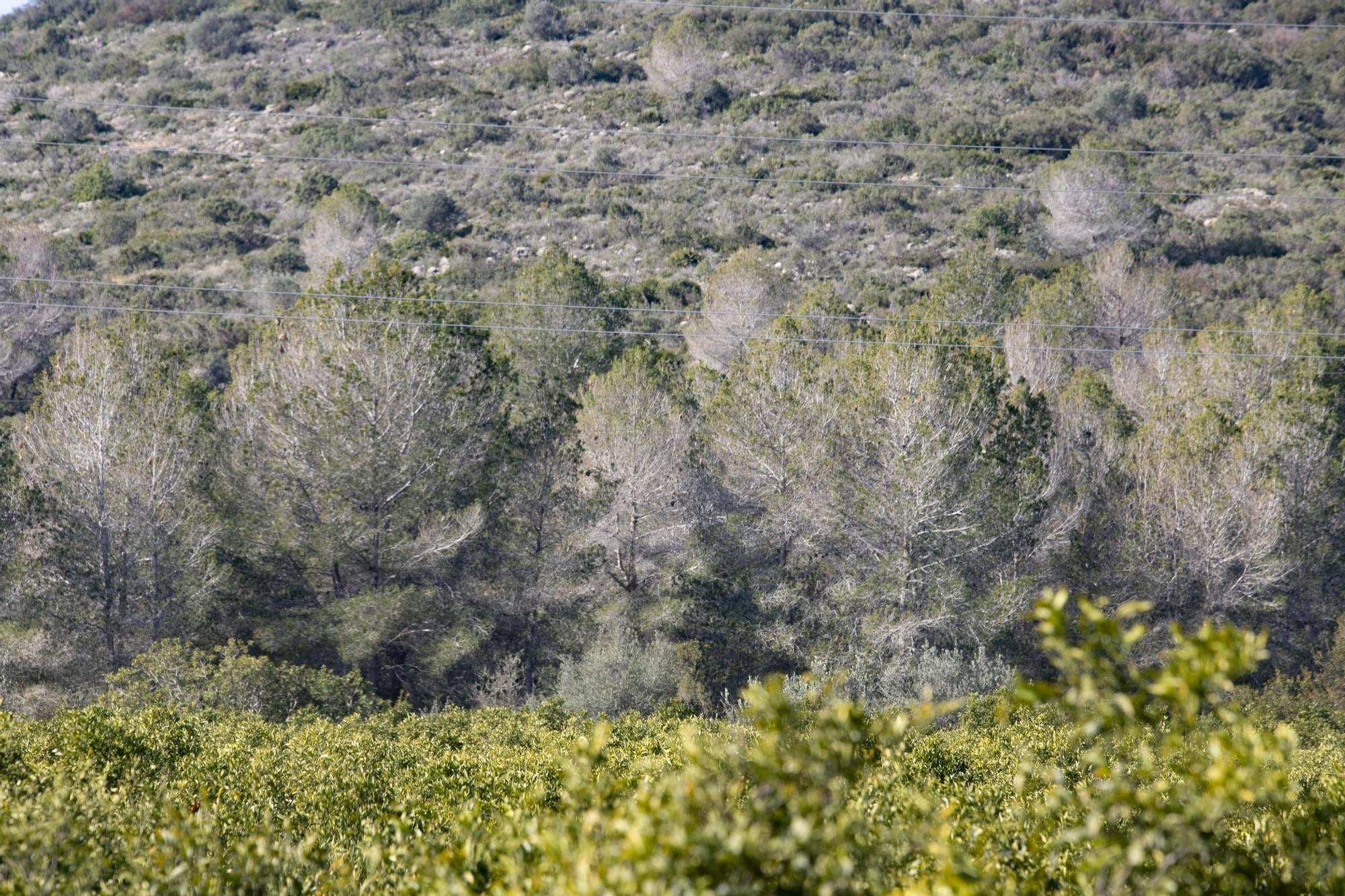 La procesionaria, una plaga que se expande en las zonas naturales