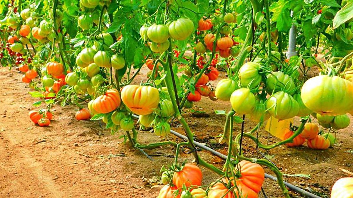 Cultivos de tomate de Águilas.