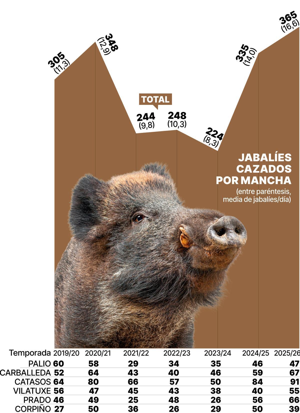 Jabalies Cazados por Mancha