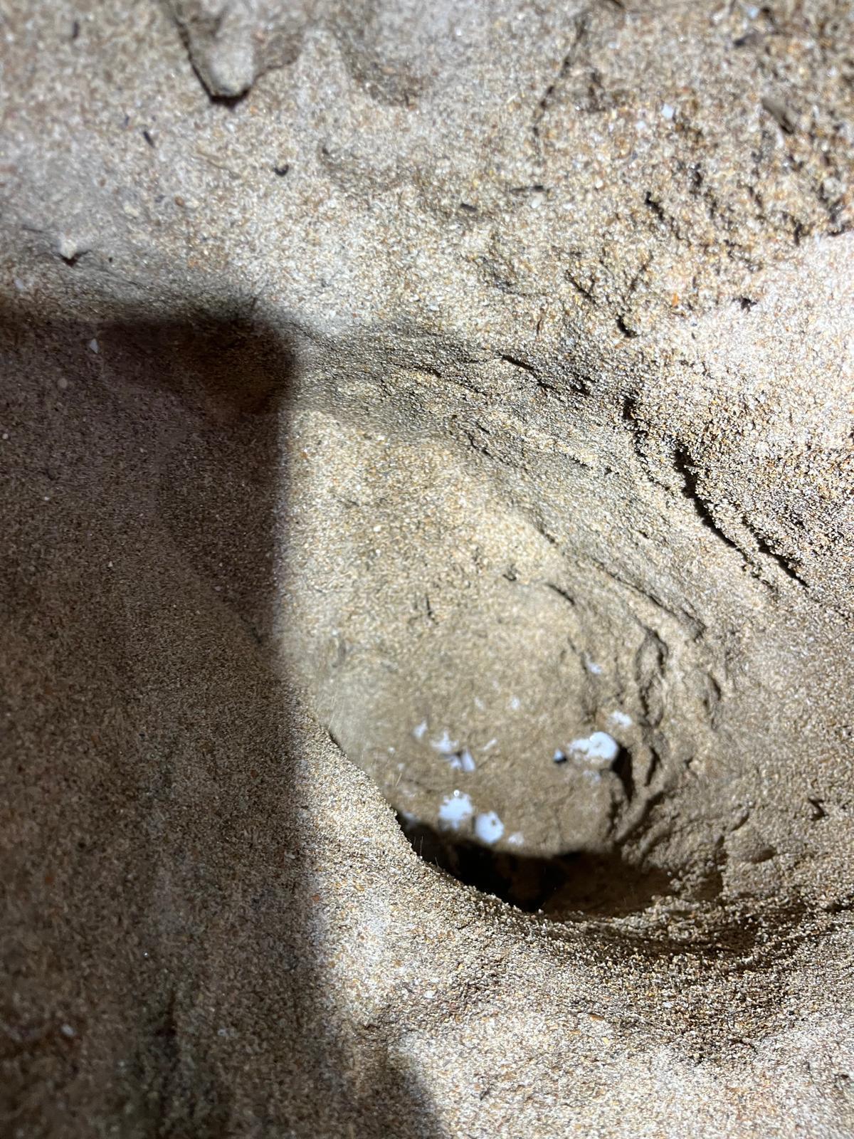 Las imágenes de la puesta de la tortuga Mona en Dénia