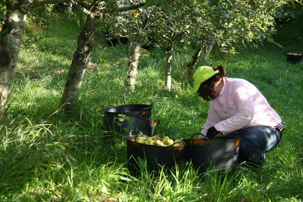 Las manzanas vuelan al cesto en A Estrada