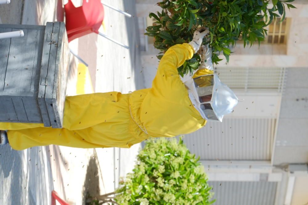 Revuelo en la calle principal de La Marina por un panal de abejas