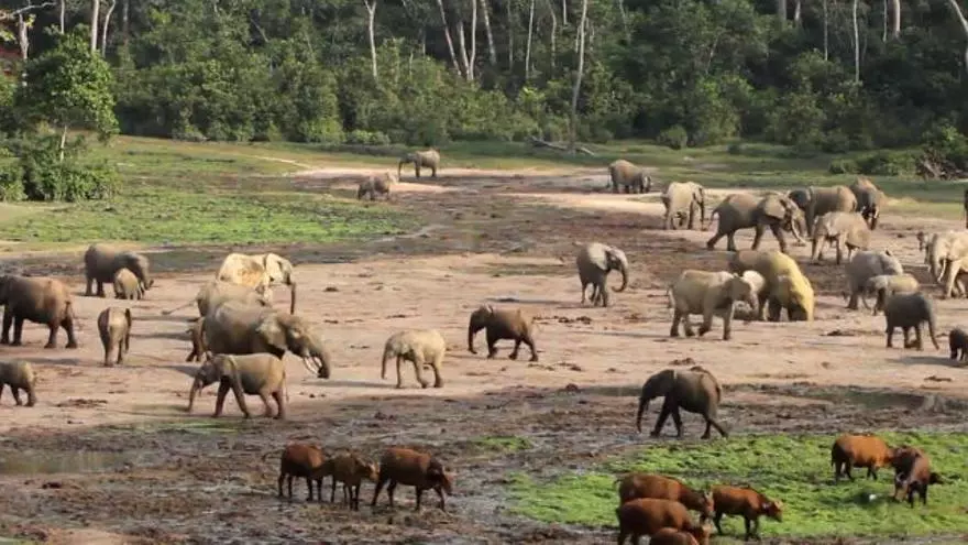 El Elephant Listening Project utiliza la IA para ayudar a los elefantes