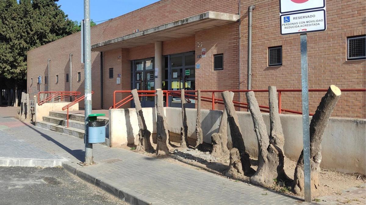 Ejemplares de yuca frente al centro social de día de Barriomar después de la última poda.