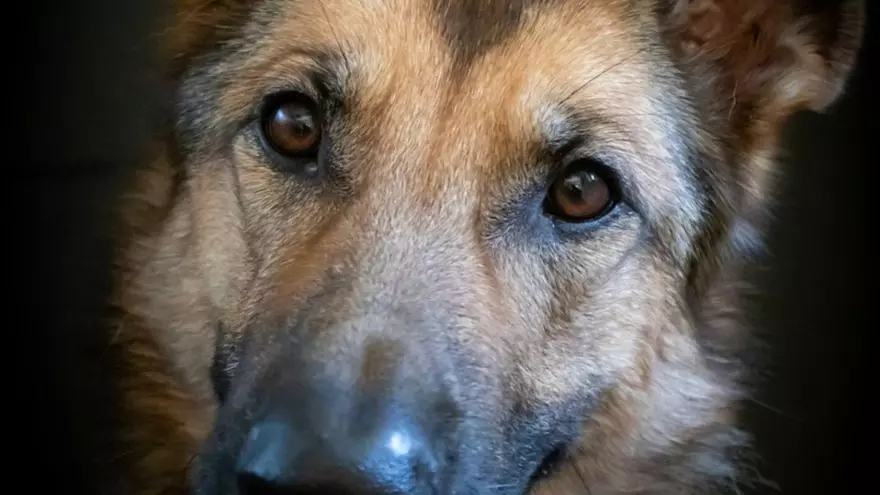 Los animales saben de felicidad