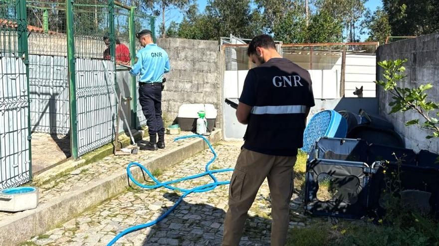 La GNR realizó 18 registros en domicilios y en clínicas veterinarias en esta operación contra la exportación ilegal de perros.
